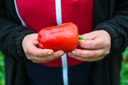 Farmer drži crvene paprike u ruci. Svježe ubrane paprike. Čovjek bere povrće u stakleniku. Berba organskih paprika. Poljoprivreda.