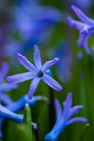 Sitni plavi cvjetovi u bašti, macro fotografija