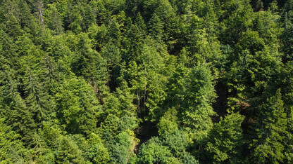 Zelena šuma na planini u proljeće, snimak dronom. Drveće raste u prirodi. Prekrasna listopadna i crnogorična šuma.
