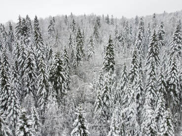 Šuma prekrivena snijegom, snimak dronom. Drveće u šumi prekriveneo snijegom. Smrče i borovi prekriveni snijegom na planini.