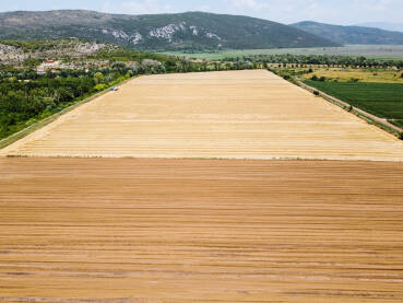 Žetva žitarica. Poljoprivredno zemljište. Pogled dronom iz zraka na polje u prirodi ljeti.