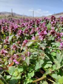 Crvena mrtva kopriva (Lamium purpureum, lat.) je jestiva, medonosna i ljekovita biljka. U narodnoj medicini koristi se za smirivanje unutrašnjih i vanjskih upala. Slična je koprivi, ali ne žari.