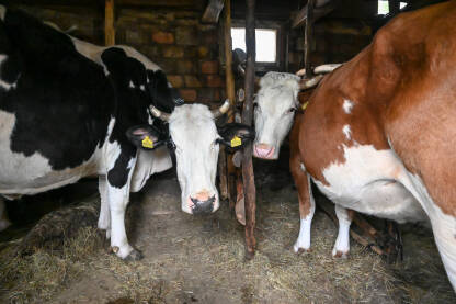 Krave u štali na selu. Domaće krave u staji na farmi. Stočarstvo. Proizvodnja mlijeka i mliječnih proizvoda. Poljoprovreda.