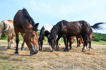 Grupa domaćih konja na ranču. Konji jedu sijeno u polju.
