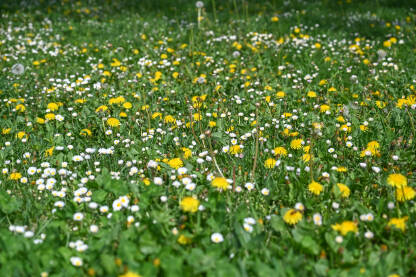 Livada puna cvijeća u proljeće. Trava i cvijeće rastu u parku. Žuto i bijelo cvijeće u prirodi. Maslačak i tratinčica.