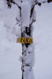 Sadnica dunje pod snijegom.