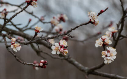 Grana kajsije u cvatu u proljeće