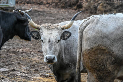 Bik i krave na farmi. Vol sa velikim rogovima. Boškarin ili istarsko govedo.