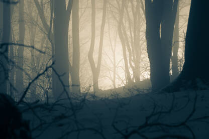 Šuma u magli i snijegu sa suncem koje se probija između gustih stabala