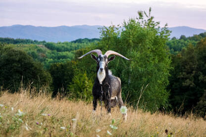Jarac sa velikim rogovima Jarac na ispaši, u pozadini planina Kozara