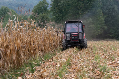 Branje kukuruza u jesen uz pomoć poljoprivredne mehanizacije