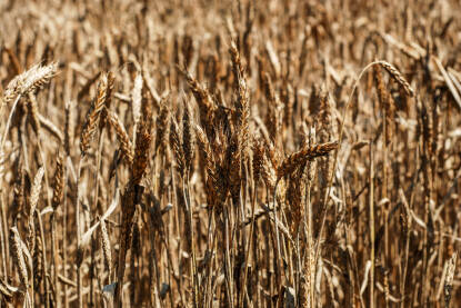Pšenično polje tokom suše. Suha klima je uništila usjeve i žetvu. Uvelo žito na njivi u ljeto. Klimatske promjene i globalno zagrijavanje.