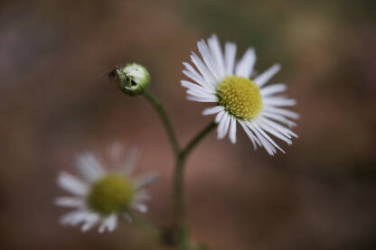 Cvijet bela rada, makro fotografija