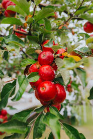 Crvene jabuke nakon kiše