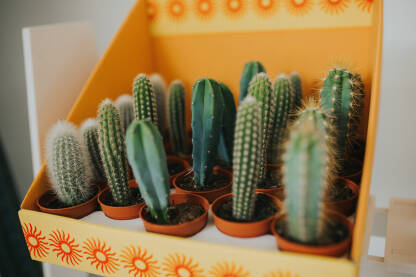 Mali kaktusi u saksijama
