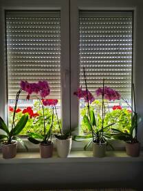 Roze orhideje u saksiji na prozoru.  Roletne spustene do pola. Bijeli prozor i na njemu cvijece.