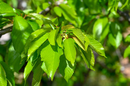 Svježi zeleni listovi višnje u voćnjaku u proljeće. Lišće i grane na drvetu.