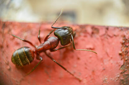 Mrav na željezu