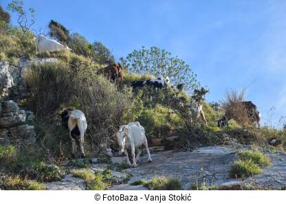 Nekoliko koza pase travu na stijeni. Manje stado koza brsti travu na stijeni.