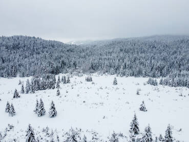 Šuma prekrivena snijegom, snimak dronom. Drveće u šumi prekriveneo snijegom. Smrče i borovi prekriveni snijegom na planini.