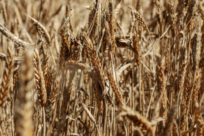 Pšenično polje nakon suše. Ljetna suša uništila usjeve i žetvu. Uvnulo žito na njivi u ljeto. Klimatske promjene i globalno zagrijavanje.