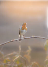 Mala ptica Crvendac.Prepoznatljiva po crvenim prsima i krupnim očima.