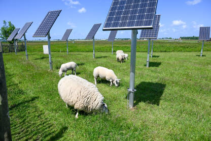 Farma solarne energije. Ovce pasu zelenu travu u blizini solarnih panela. Postrojenje solarnih ćelija. Proizvodnja čiste obnovljive energije od sunca. Fotonaponske solarne ćelije.