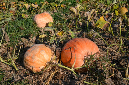 Polje na kojem rastu bundeve. Zrele bundeve spremne za berbu u jesen. Svježe povrće. Organske narandžaste tikve rastu na poljoprivrednom tlu. Proizvodnja hrane. Poljoprivreda.