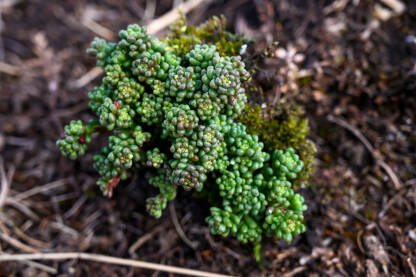 Biljka sukulent raste na strmoj planinskoj padini. Sedum album.