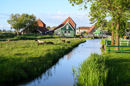 Tradicionalna farma u Nizozemskoj. Ovce u polju. Seoska kuća na selu. Riječni kanal.