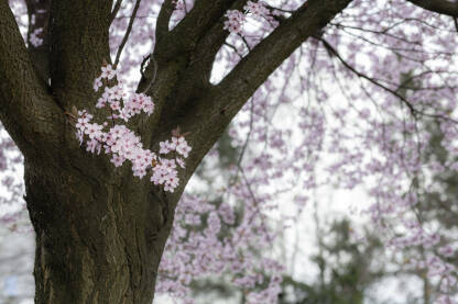 Grana drveta u punom cvatu, prikazana u krupnom planu, dok se u krošnji ističe jedan jasno fokusiran cvijet behara. Pozadina je mekano zamućena, pa naglašeni cvijet dolazi u prvom planu.