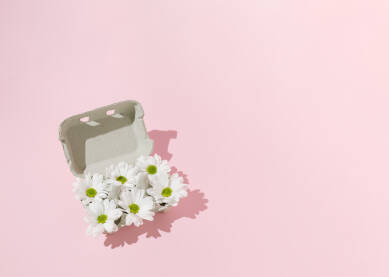 Cvjetovi bijele margarite ili ivančice poslagani u kartonsku kutiju za jaja na roze pozadini. Oštra sjena.