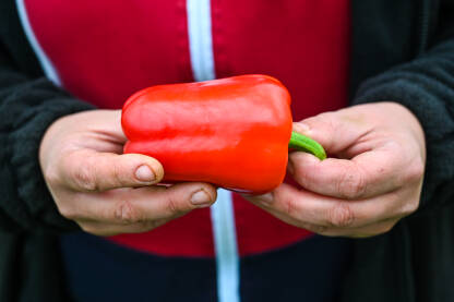 Farmer drži crvene paprike u ruci. Svježe ubrane paprike. Poljoprivrednik bere povrće u stakleniku. Berba organskih paprika. Poljoprivreda.