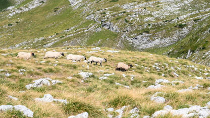 Ovce na planini.