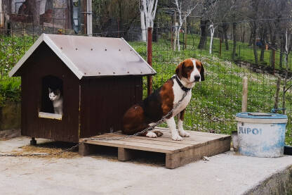 Pas sjedi ispred svoje kućice. Mačka je u njegovoj kućici.