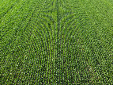 Polje kukuruza tokom zalasku sunca. Snimak dronom na polje kukuruza. Poljoprivreda.