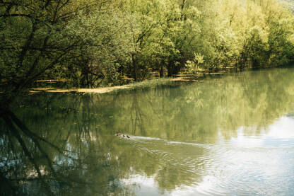 Patke prelaze rijeku Bosnu