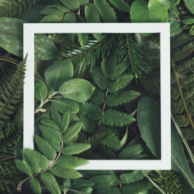 Zelena podloga od raznovrsnih grana i listova sa bijelim kvadratom, okvirom za reklamu, proizvod i sl.
