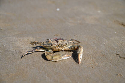 Tijelo mrtvog raka na plaži. Atlantski plavi rak. Uginuli rak na pijesku uz more. Ekološka katastrofa.