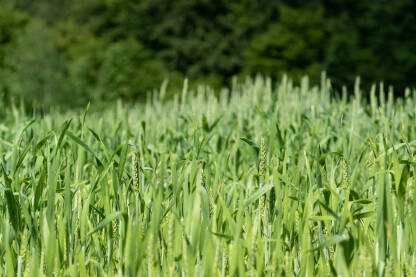 Zelena pšenica u polju, krupni plan
