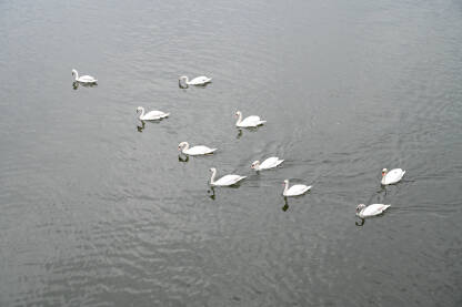 Jato bijelih labudova pliva na jezeru. Lijepi i elegantni bijeli labudovi na vodi u prirodi. Grupa ptica.