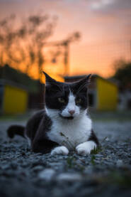 Ljuta crno bijela mačka odmara uz zalazak sunca.Kućni ljubimci