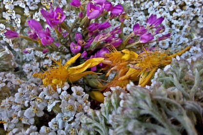 Ljekovito bilje Cvijetovi ljekovitog bilja u pripremi za sušenje. Kunica(lat. Achillea millefolium), Kičica (lat. Centaurium erythraea) i Gospina trava ili kantarion (Hypericum perforatum)