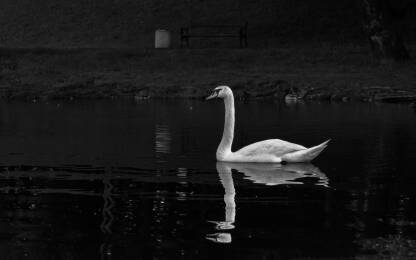 Bijeli labud na rijeci Uni
