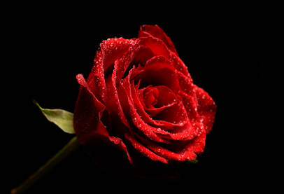 Crvena ruža sa kapljicama vode na crnoj podlozi
