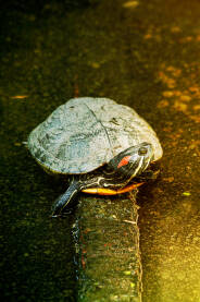 Close-up of a turtle on a concrete barrier in the water.
