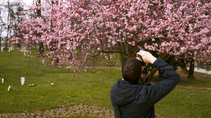 Čovjek koji fotografiše drvo japanske trešnje