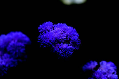 Plavoljubičasti neobični cvijet