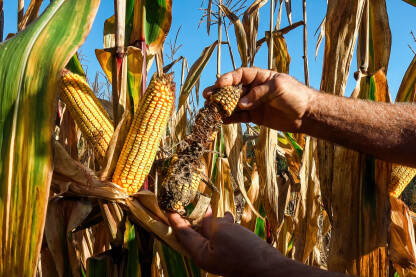 Poljoprivrednik uspoređuje zdrav i oštećen klip kukuruza. Šteta nastala u kukuruzu od divljih svinja. Krupni plan.