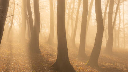 Stabla u magli sa suncem koje se probija